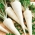 Root parsley "Sugar" - COATED SEEDS
