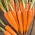 Насіння моркви Kometa F1 - Daucus carota - 2550 насінь - Daucus carota ssp. sativus  - насіння