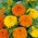Marigold Meksiko - seleksi varietas - 150 biji - Tagetes erecta 