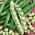 Široki grah "Bijeli Windsor" - Vicia faba L. - sjemenke