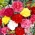 Jareka - pemilihan pelbagai; merah cengkeh - 275 biji - Dianthus caryophyllus - benih