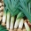 韭菜“卡兰坦3” - 晚，冬季品种 -  160粒种子 - Allium ampeloprasum L. - 種子