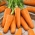 Cà rốt "Chantenay" - giống rất sớm - 2550 hạt - Daucus carota
