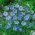 Flerårig hør, blå hør, lint - 700 frø - Linum perenne