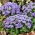 Flossflower，bluemink，blueweed，猫脚，墨西哥画笔 - 蓝色品种 -  3750种子 - Ageratum houstonianum - 種子
