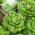 Butterhead生菜“Meraviglia d'inverno” - 越冬品种 -  900粒种子 - Lactuca sativa L. var. Capitata - 種子