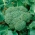 Brokoļi - Calabrese Natalino - 300 sēklas - Brassica oleracea L. var. italica Plenck