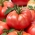 Τομάτα πεδίου "Raspberry Warsaw" - 175 σπόρους - Lycopersicon esculentum Mill  - σπόροι