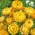 Olkikukka - keltainen - 1250 siemenet - Xerochrysum bracteatum