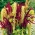 Amaranth "Kalejdoskop Barw" - pilihan varietas berwarna - 700 biji - Amaranthus sp.