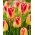 Tulipa Candy Corner - pacote de 5 peças
