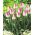 Tulipa Innuendo - Tulip Innuendo - 5 củ giống