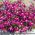 Lobelia bordatura rosso carminio; lobelia del giardino, lobelia finale - 3200 semi - Lobelia erinus