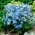 Blauwe Siberische ridderspoor, Chinees delphinium - 375 zaden - Delphinium grandiflorum