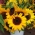 观赏向日葵“Amor” - 中等高度的品种 - Helianthus annuus - 種子