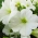 Бела петуниа са великим цветовима - 80 семена - Petunia x hybrida 