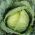 Galviņkāposti - First harvest - balts - Brassica oleracea convar. capitata var. alba - sēklas