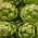 Артишок "Gros Vert de Laon" - 10 насінин - Cynara scolymus - насіння