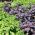 Albahaca - variada - 50 semillas - Ocimum basilicum