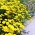 Marguerite emas; chamomile kuning, chamomile oxeye - Cota tinctoria, syn. Anthemis tinctoria - biji