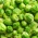 Spruitkool - Long Island - 320 zaden - Brassica oleracea var. gemmifera