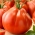 Парадајз "Ор Пера д'Абруззо" - поље, сорта крушколиког облика са великим, меснатим воћем - Lycopersicon esculentum Mill  - семе