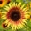 Декоративний соняшник "Зона Сутінки" - жовтий з червоно-коричневим кільцем - Helianthus annuus - насіння