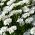 히아신스 꽃이 만발한 로켓의 candytuft; 쓴 사탕, 야생 사탕 - 400 종자 - Iberis amara hyacinthiflora  - 씨앗