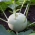 Nuikapsas - Bohemia F1 - 130 seemned - Brassica oleracea var. Gongylodes L.