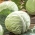 Beyaz lahana "Slawa z Golebiewa" - lahana turşusu veya doğrudan tüketim için - Brassica oleracea convar. capitata var. alba - tohumlar