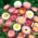 파삭 파삭 한 영원한; 이모 텔, 영원한 호주 영원한 망글 - Helipterum roseum - 씨앗
