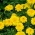 Γαλλική καραβίδα "Μέλι Φεγγάρι" - κίτρινο - 158 σπόροι - Tagetes patula nana 