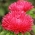 Aster gelang "Esmeralda" - merah - 225 biji - Callistephus chinensis  - benih