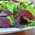 Baby Leaf - Kerti saláta - színkeverék  - Lectuca sativa  - magok