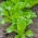 Baby Leaf - Dārza salāti - Lollo Bionda - Lactuca sativa var. Foliosa - sēklas