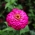 Zinnia "Liliput Rose Gem" - pink - 81 seeds