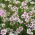 Maiden ružová - bielo-červené kvety - 2250 semien - Dianthus deltoides - semená