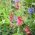 Happy Garden - "ถั่วหวานที่ปีนขึ้นไปกับฉัน" - เมล็ดพันธุ์ที่เด็ก ๆ สามารถเติบโตได้! - 24 เมล็ด - Lathyrus odoratus