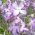 Fijne tuin - 2160 zaden - Matthiola bicornis