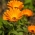Giardino felice - Calendola - 216 semi - Calendula officinalis