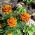 Fransız kadife çiçeği "Petek" - 158 tohum - Tagetes patula L. - tohumlar
