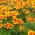 프랑스 메리 골드 "Dainty Marietta"- 단일 꽃 - 315 씨앗 - Tagetes patula L.