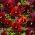 Švicarski vrtni maćuhica "Alpenglow" - tamno crvena, točkasta - 360 sjemenki - Viola x wittrockiana Schweizer Riesen - sjemenke
