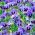 Švicarska vrtna maćuhica "Alpensee" - svijetloplava, točkasta - 360 sjemenki - Viola x wittrockiana Schweizer Riesen - sjemenke