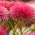Игличасто-латица "Валентина" - сорта розе розе - 450 семена - Callistephus chinensis 
