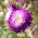 公主翠菊“Zefir” - 紫白色，高大品种 -  450粒种子 - Callistephus chinensis  - 種子