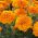 Gvazdikinis serentis - Mikrus - oranžinis - Tagetes patula nana - sėklos