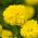 Mexická nechtík "Mann im Mond" - vysoká rastová odroda, kvety citrónov - 270 semien - Tagetes erecta  - semená