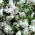 Clarkia élégante - Clarkia elegans - blanc - graines