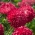 Kerdil aster "Holderlin" - merah jambu - 225 biji - Callistephus chinensis  - benih
